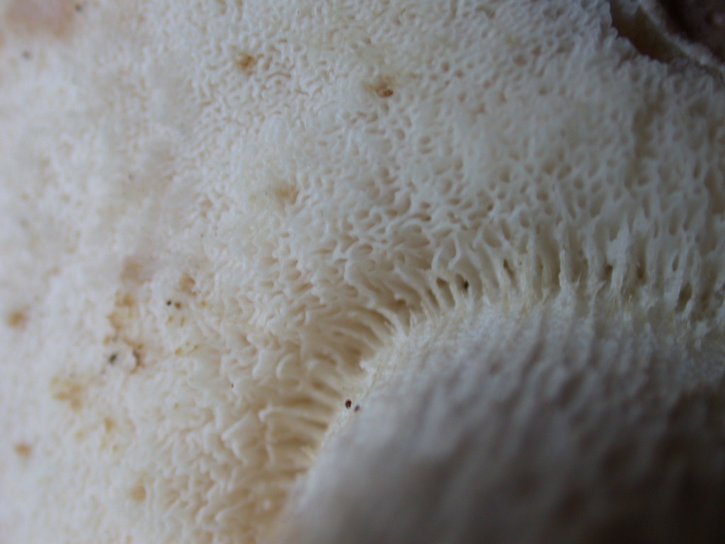 Quiz....Quiz...Quiz.. QUID ???